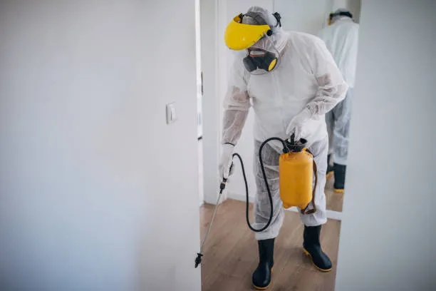 Desinsetização de ratos